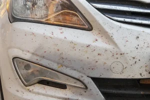 Bugs on Cars